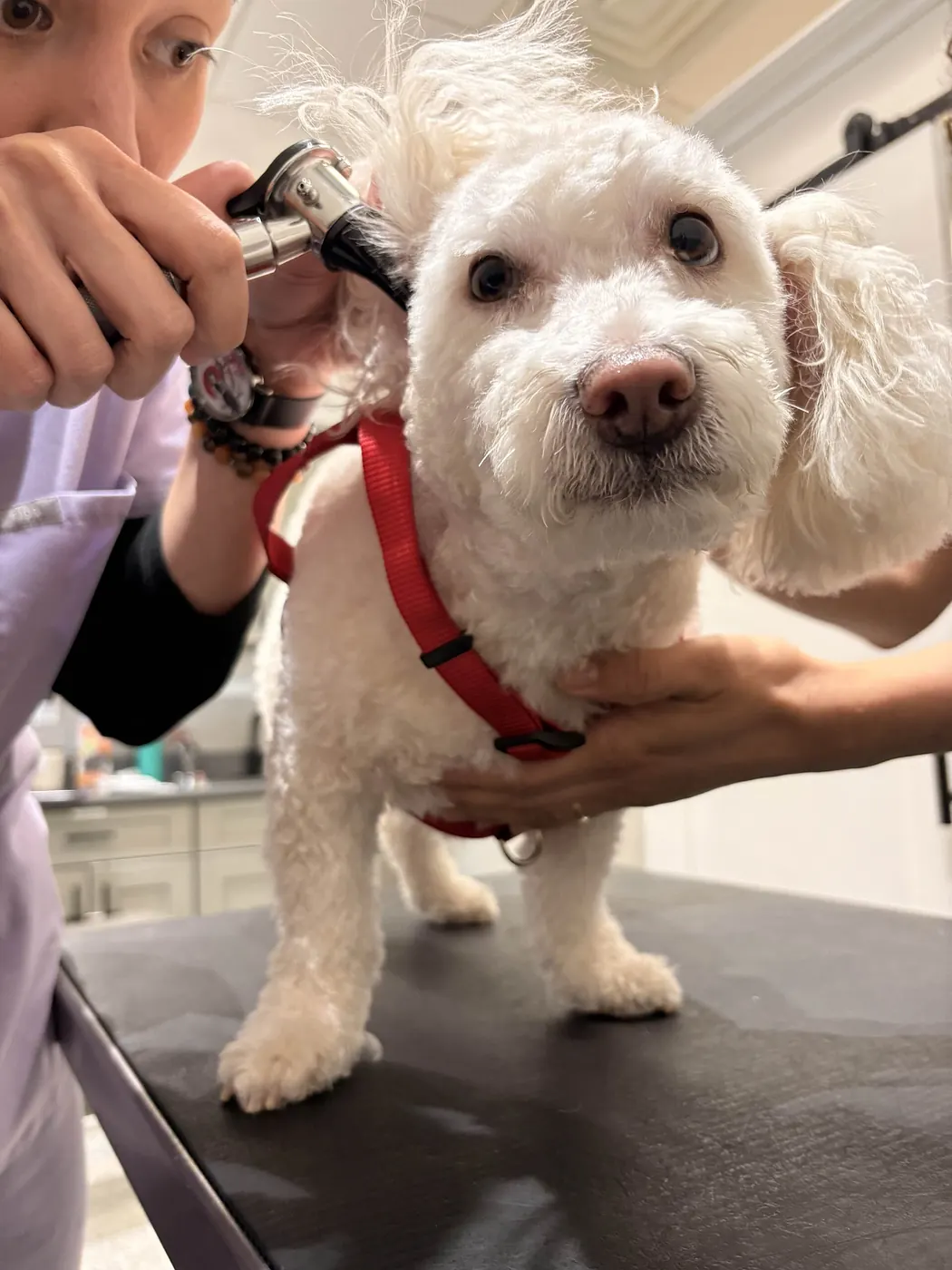 Veterinarė tikrina šuns ausį
